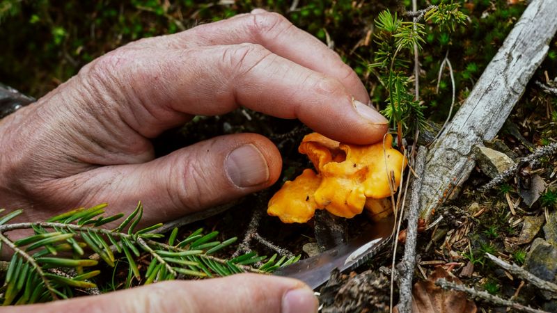 Functional Mushrooms: The Natural Way to Restore Balance and Energy